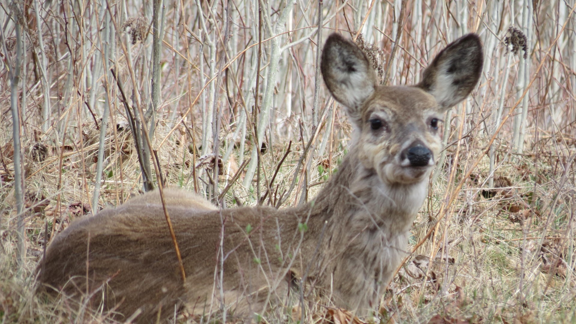 Saratoga National Historic Site Battlefield near Stillwater NY 44 of59 (#6470)