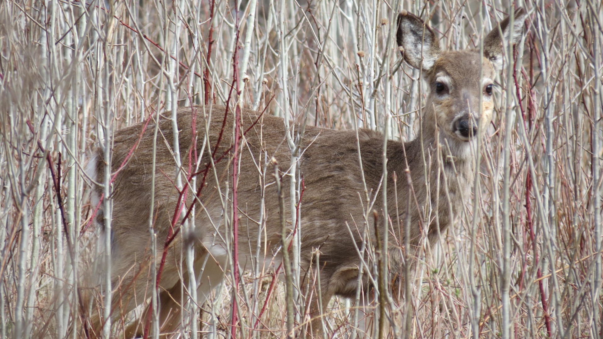 Saratoga National Historic Site Battlefield near Stillwater NY 45 of59 (#6471)
