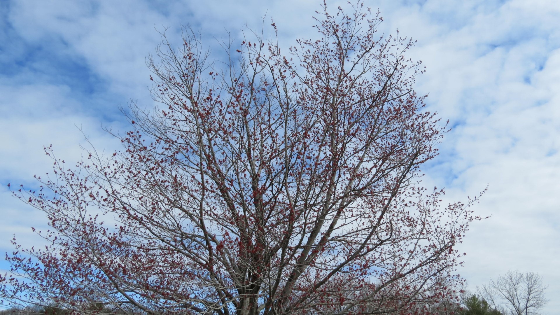 Saratoga National Historic Site Battlefield near Stillwater NY 59 of59 (#6485)