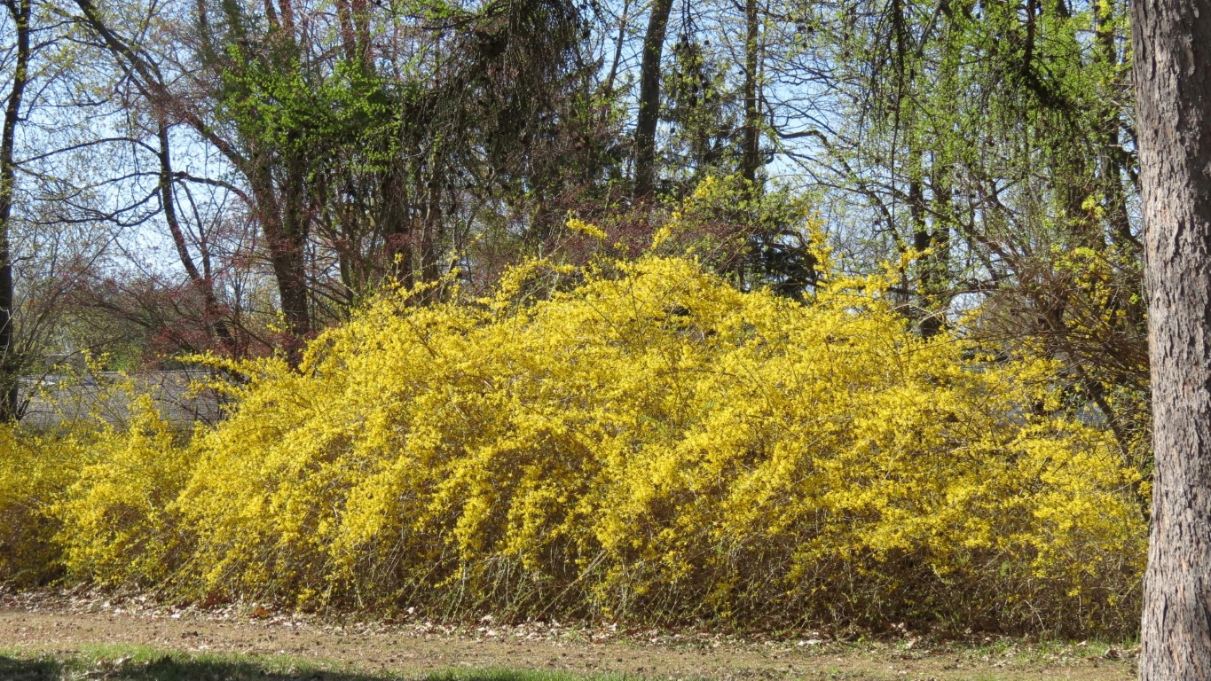 Spring has arrived in Poughkeepsie NY  1 of 8 (#6685)