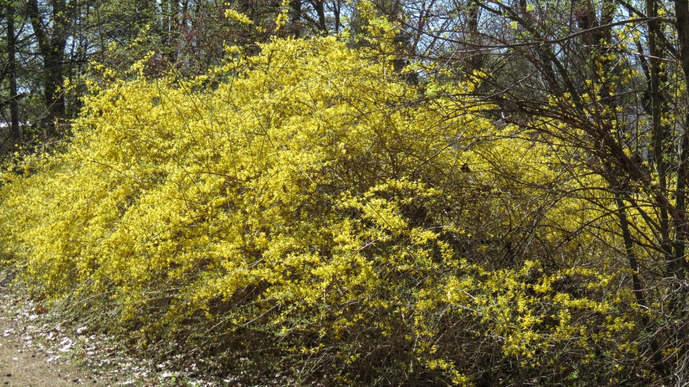 Spring has arrived in Poughkeepsie NY  2 of 8 (#6686)