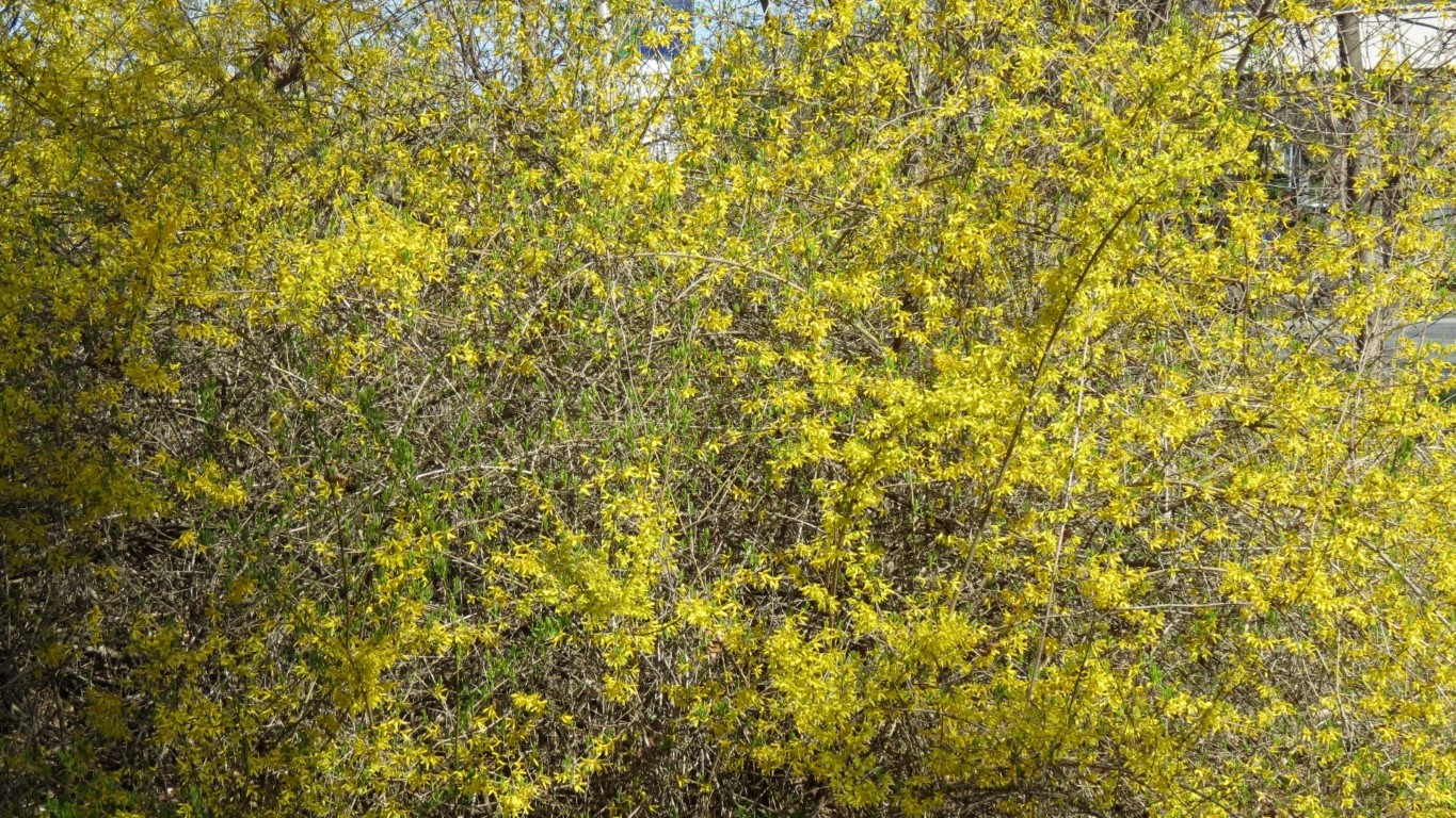 Spring has arrived in Poughkeepsie NY  3 of 8 (#6687)