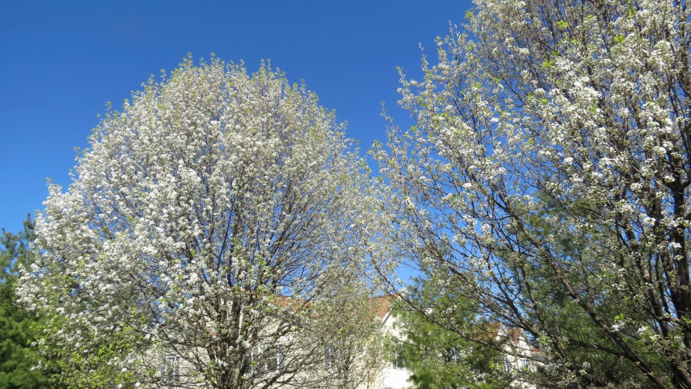 Spring has arrived in Poughkeepsie NY  8 of 8 (#6692)