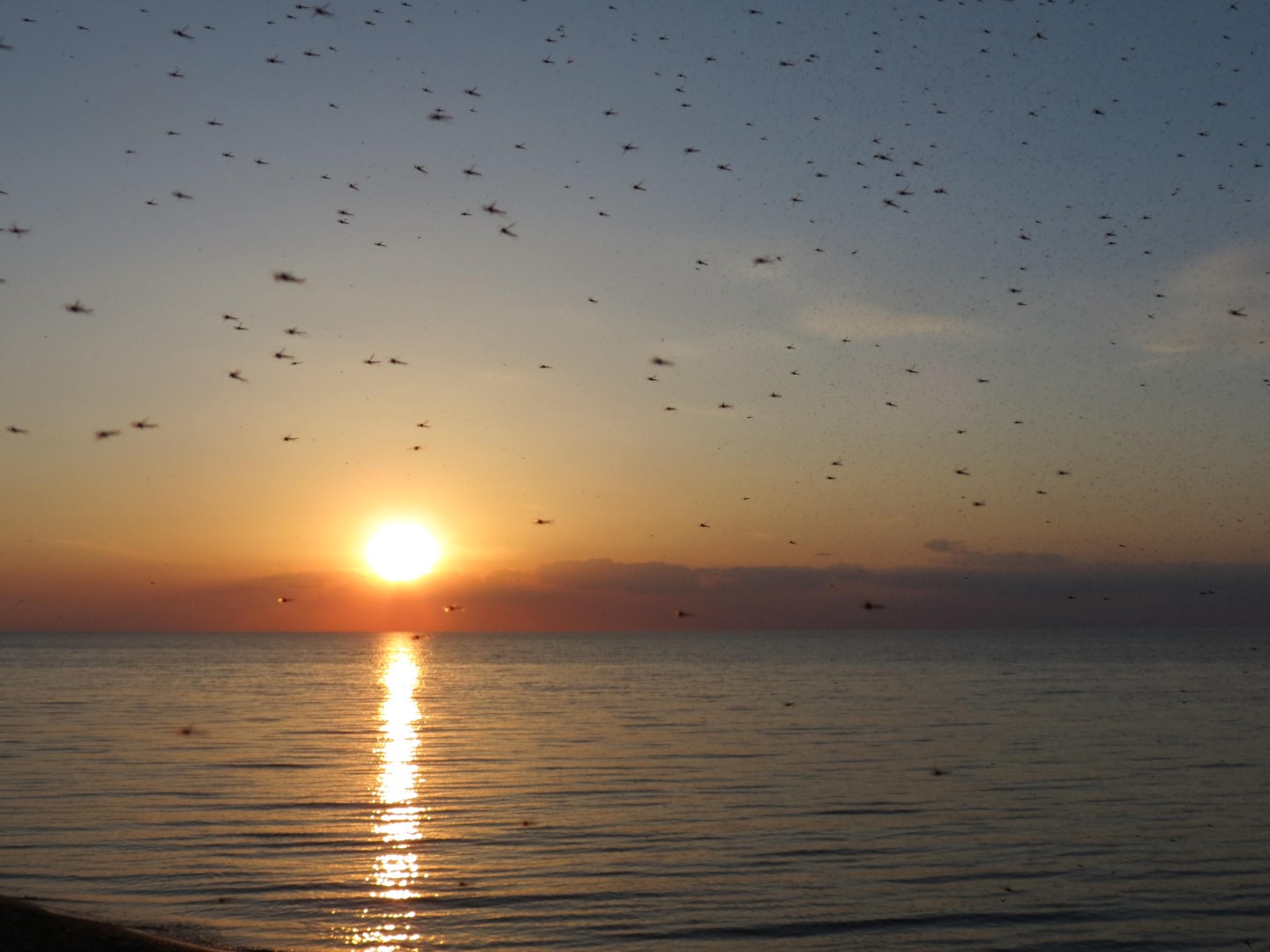 Wilson Tuscarora State Park NY the town 14 of 59 (#6832)