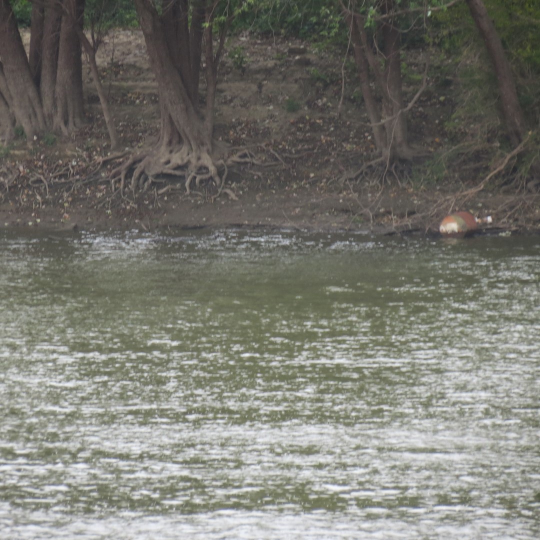 Bridge and Wabash River adjacent to George Rogers Clark National Memorial 10 of 11 (#7847)