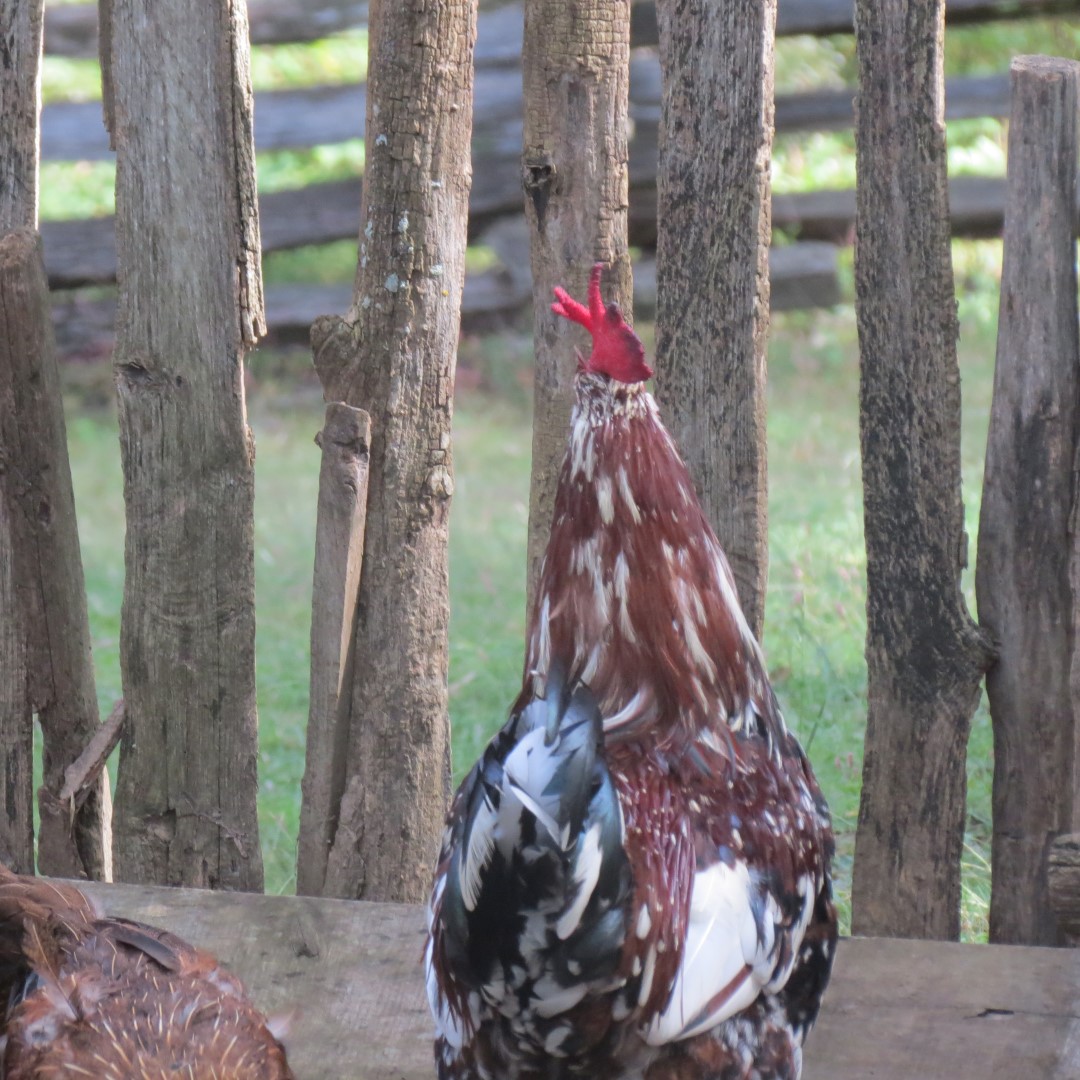 Farm at the Lincoln Farm National Park in Lincoln City IN  2 of 15 (#7897)