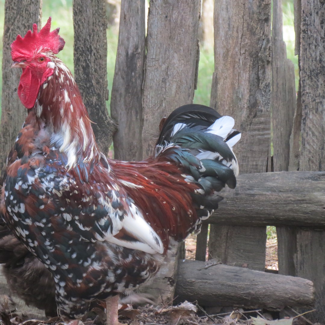 Farm at the Lincoln Farm National Park in Lincoln City IN  3 of 15 (#7898)