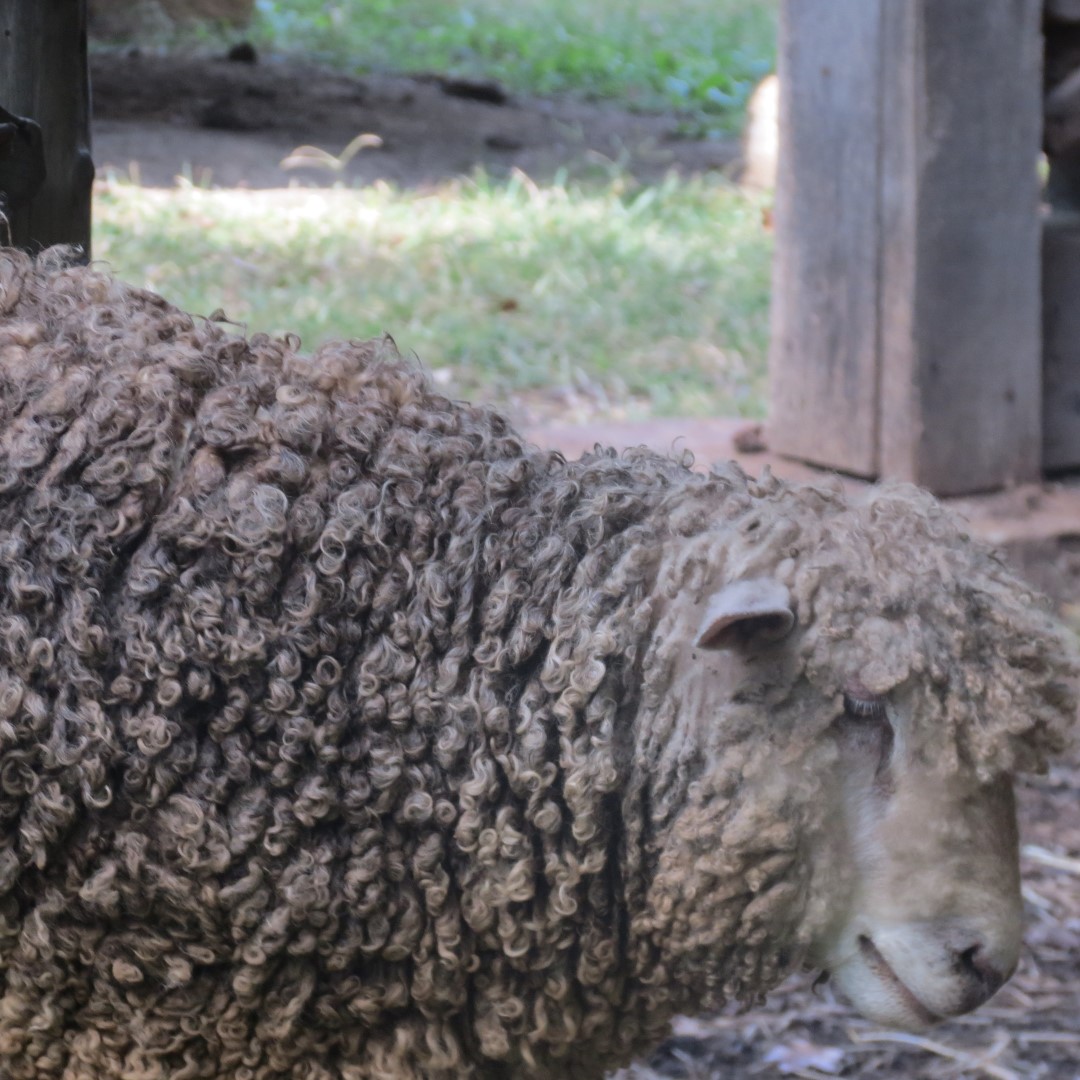 Farm at the Lincoln Farm National Park in Lincoln City IN  4 of 15 (#7899)