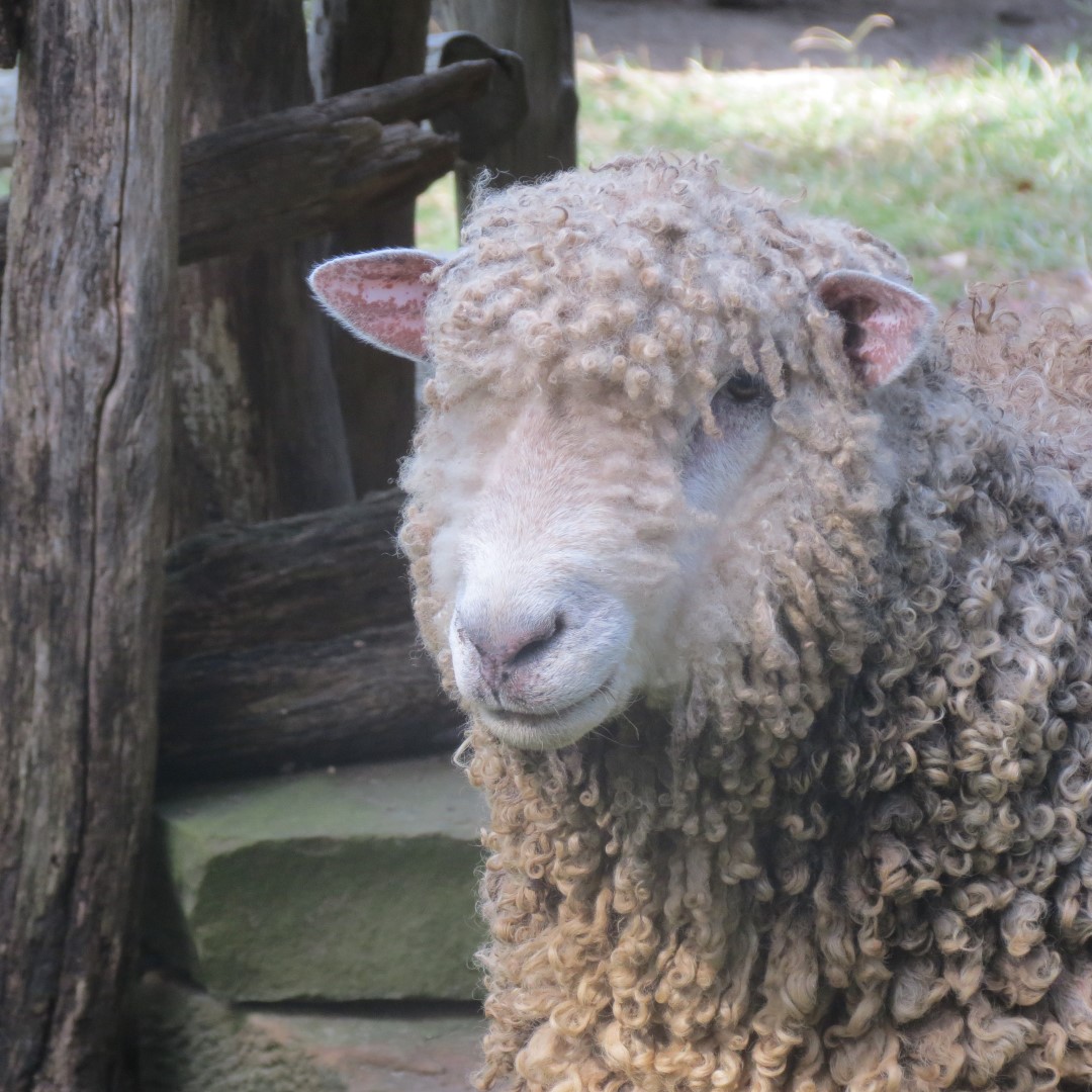 Farm at the Lincoln Farm National Park in Lincoln City IN  7 of 15 (#7902)