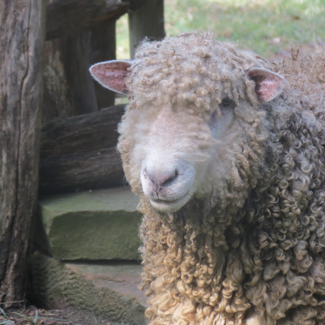Farm at the Lincoln Farm National Park in Lincoln City IN  8 of 15 (#7903)