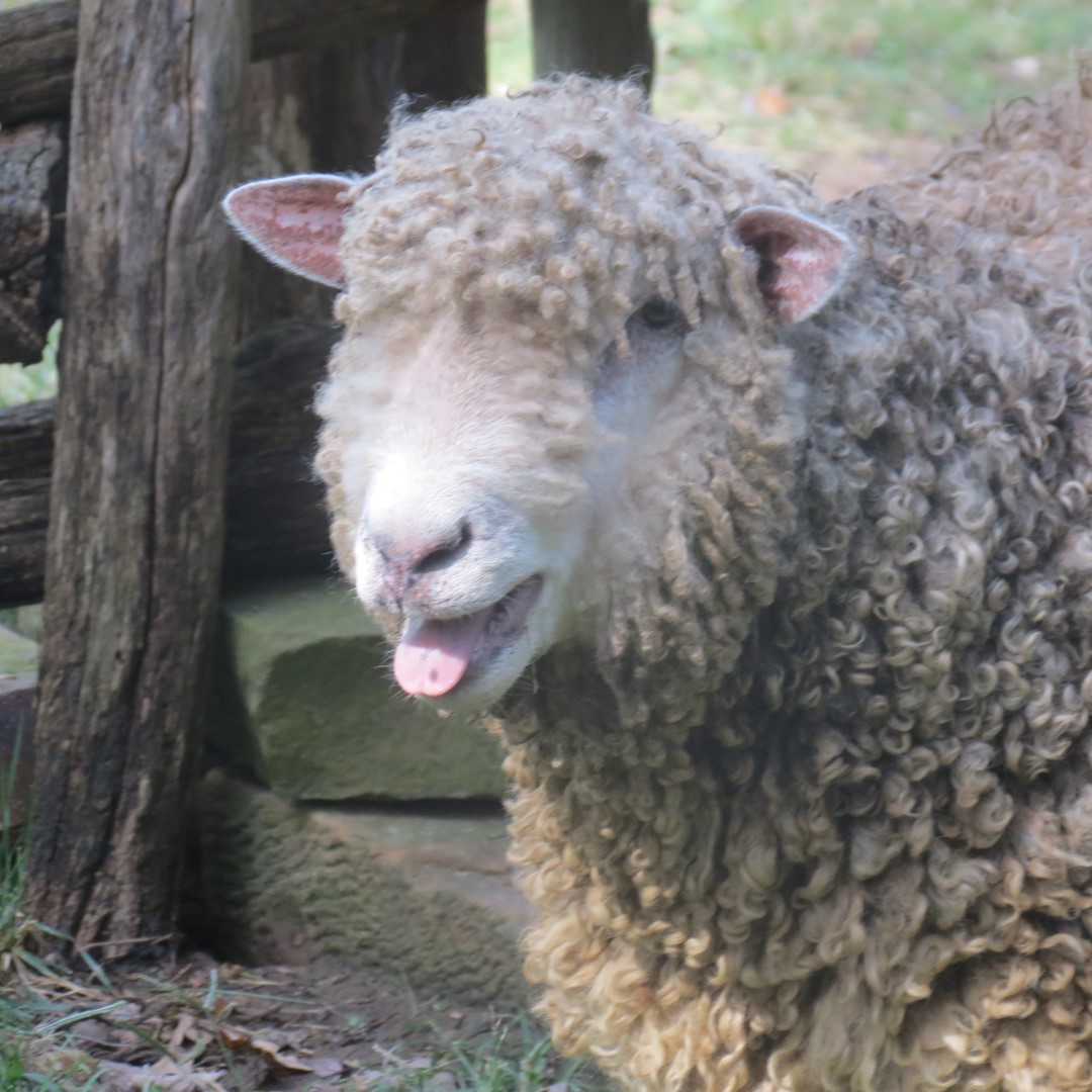 Farm at the Lincoln Farm National Park in Lincoln City IN  9 of 15 (#7904)
