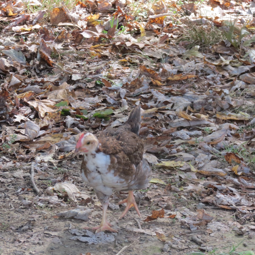 Farm at the Lincoln Farm National Park in Lincoln City IN 10 of 15 (#7905)