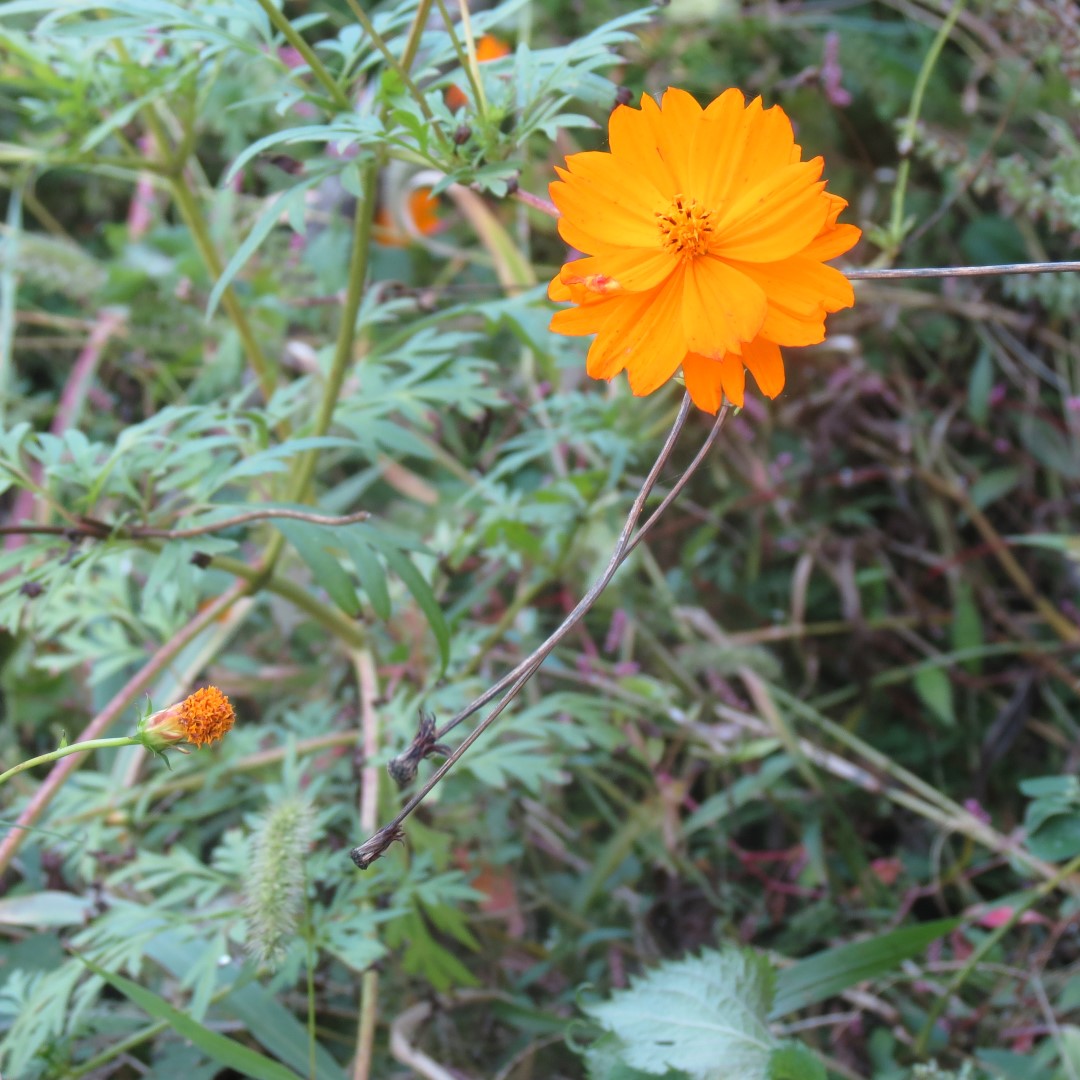 Farm at the Lincoln Farm National Park in Lincoln City IN 12 of 15 (#7907)