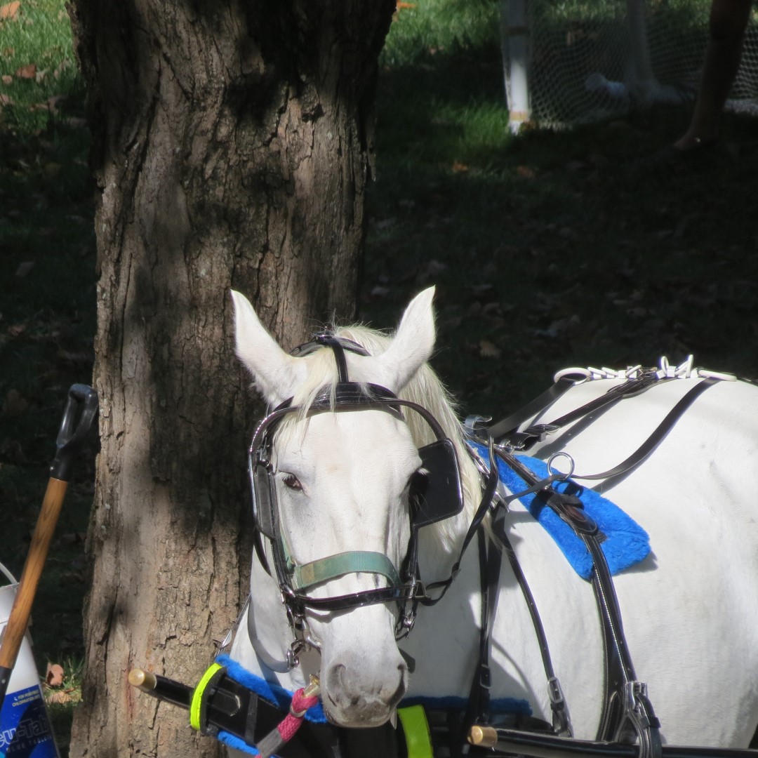 French Lick Resort and Casino in French Lick IN 11 of 14 (#7925)