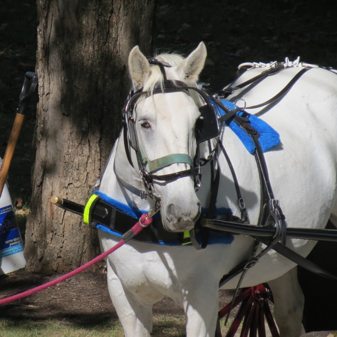 French Lick Resort and Casino in French Lick IN 12 of 14 (#7926)