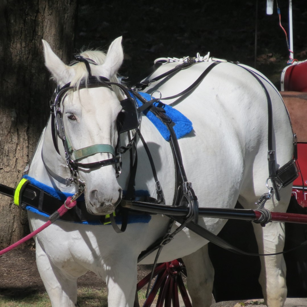 French Lick Resort and Casino in French Lick IN 13 of 14 (#7927)