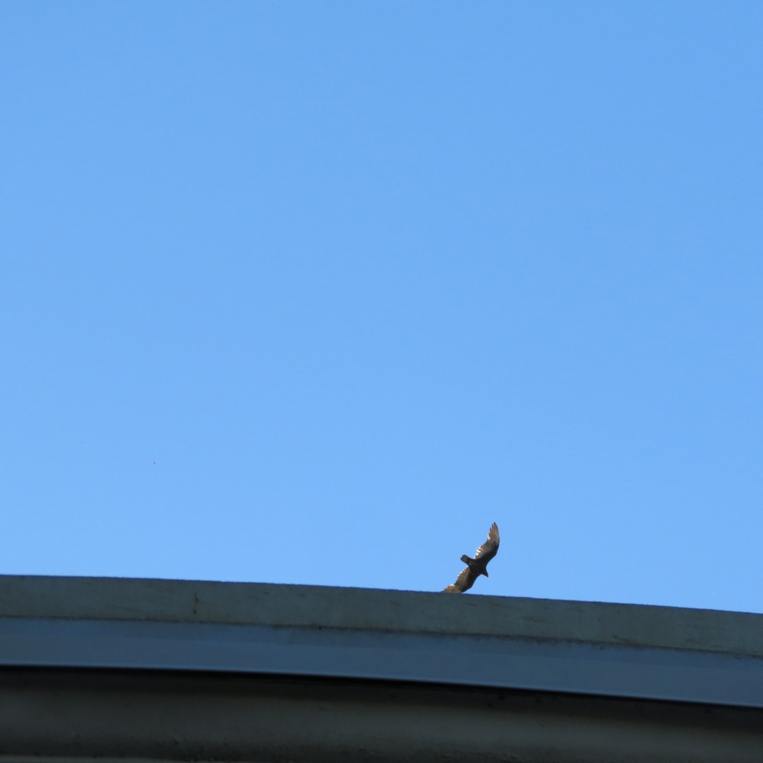 West Braden Resort in West Braden IN - Garden and Grounds 36 of 37 (#7987)