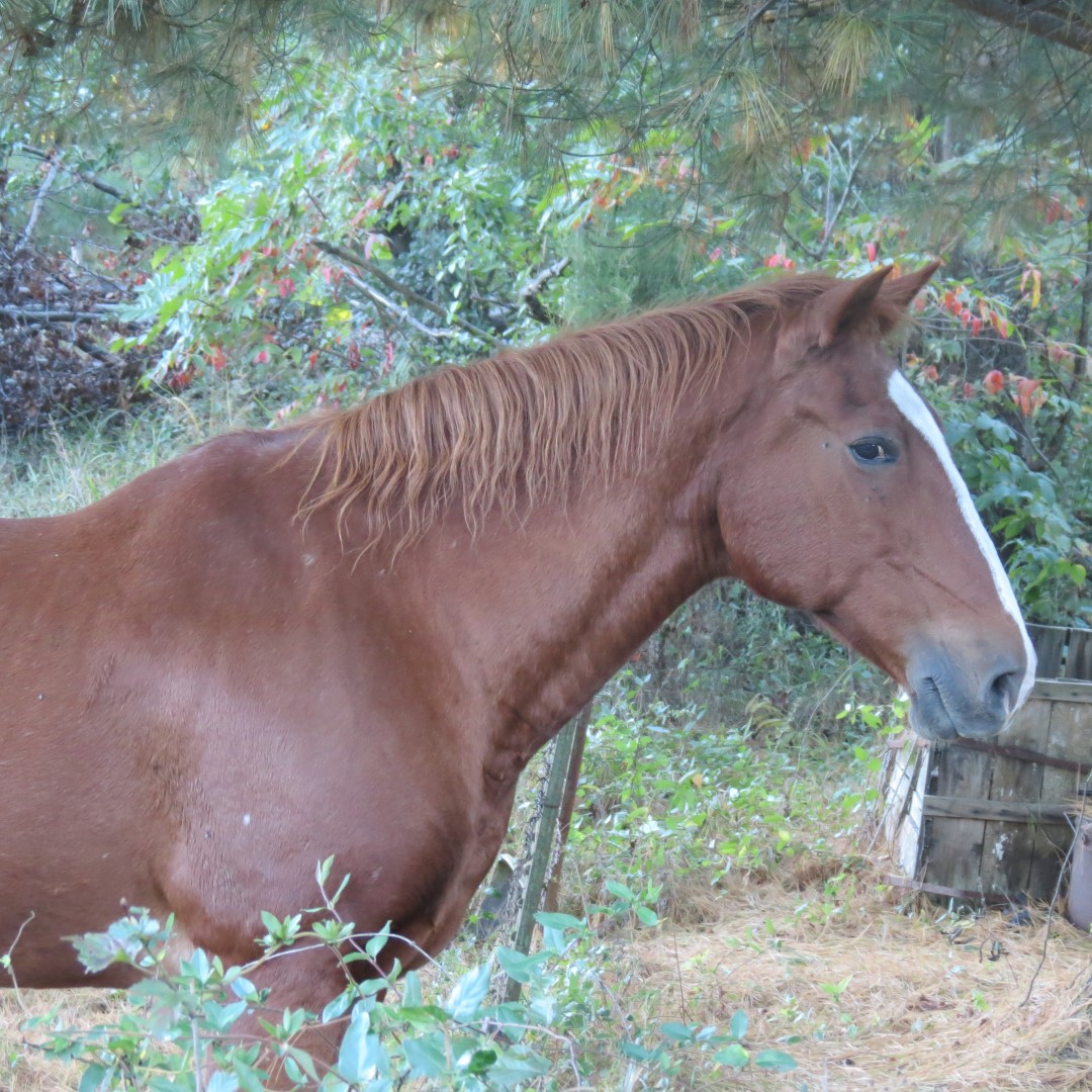 Horse on a farm near Loogootee IN  1 of 3 (#8009)