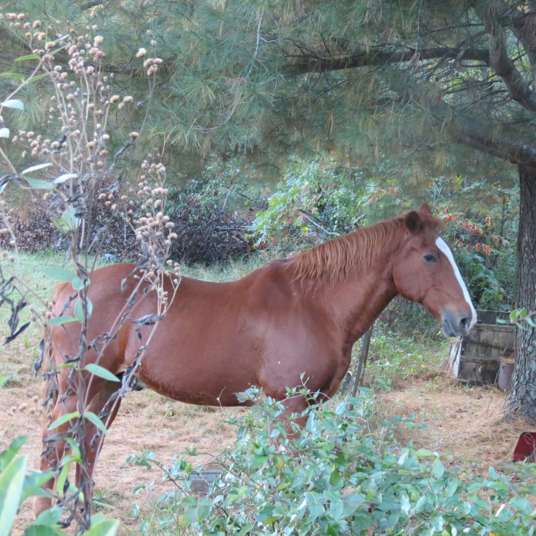 Horse on a farm near Loogootee IN  2 of 3 (#8010)
