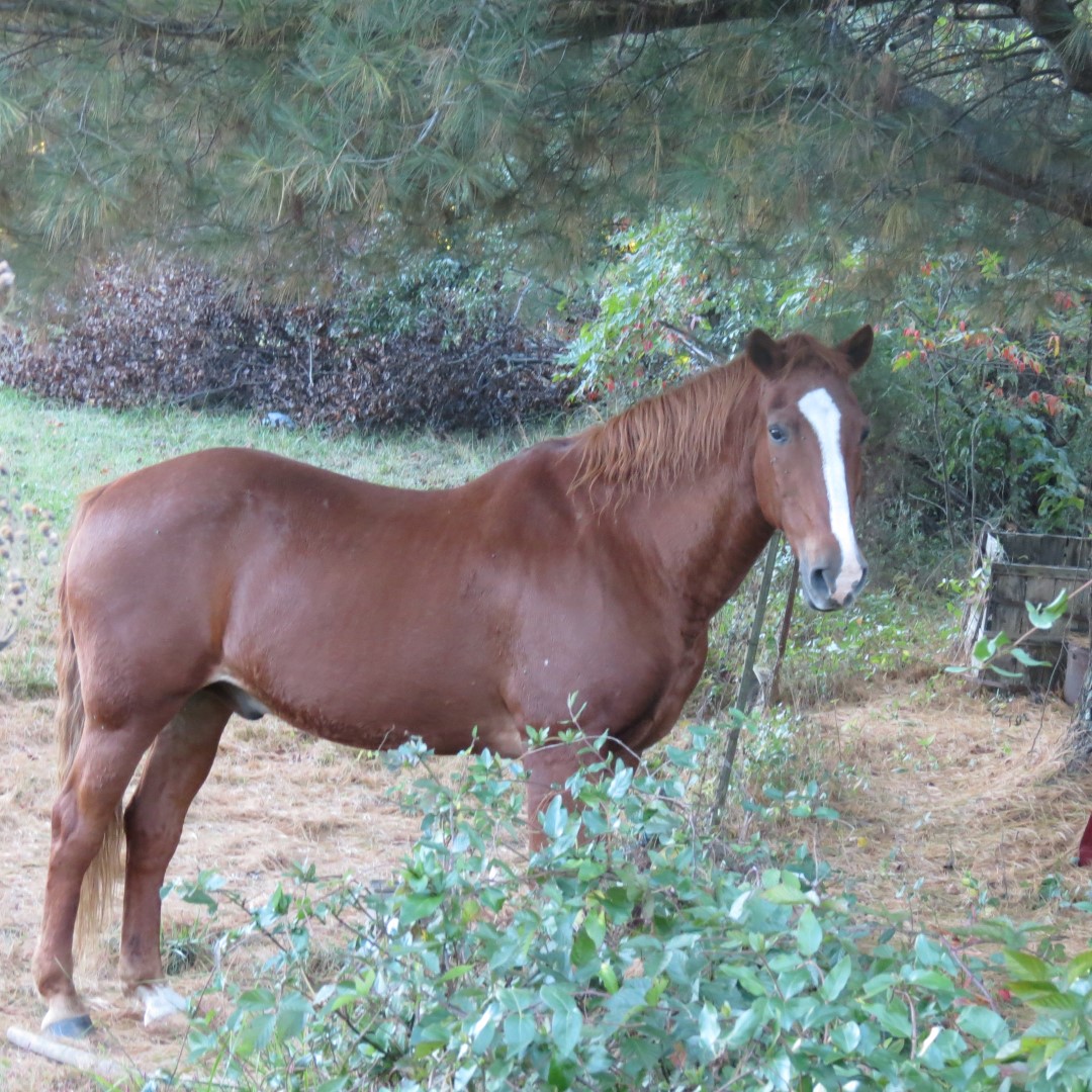 Horse on a farm near Loogootee IN  3 of 3 (#8011)