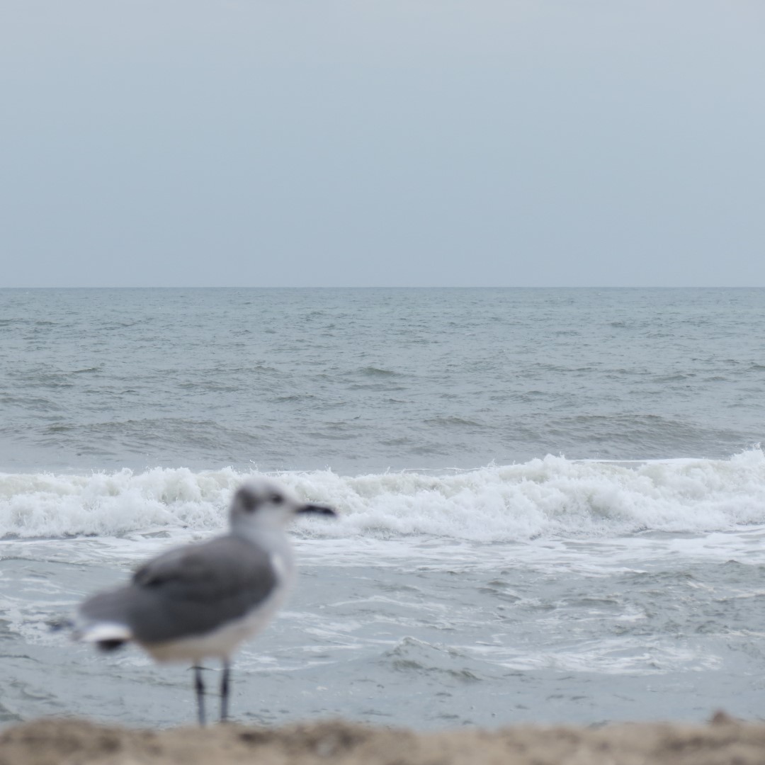 Birds seen at Assateague National Seashore in Chincoteague VA  2 of  3 (#0020)