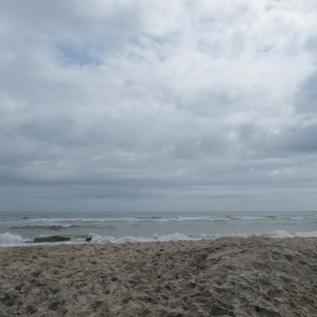 Assateague National Seashore near Chincoteague VA  2 of  8 (#0021)