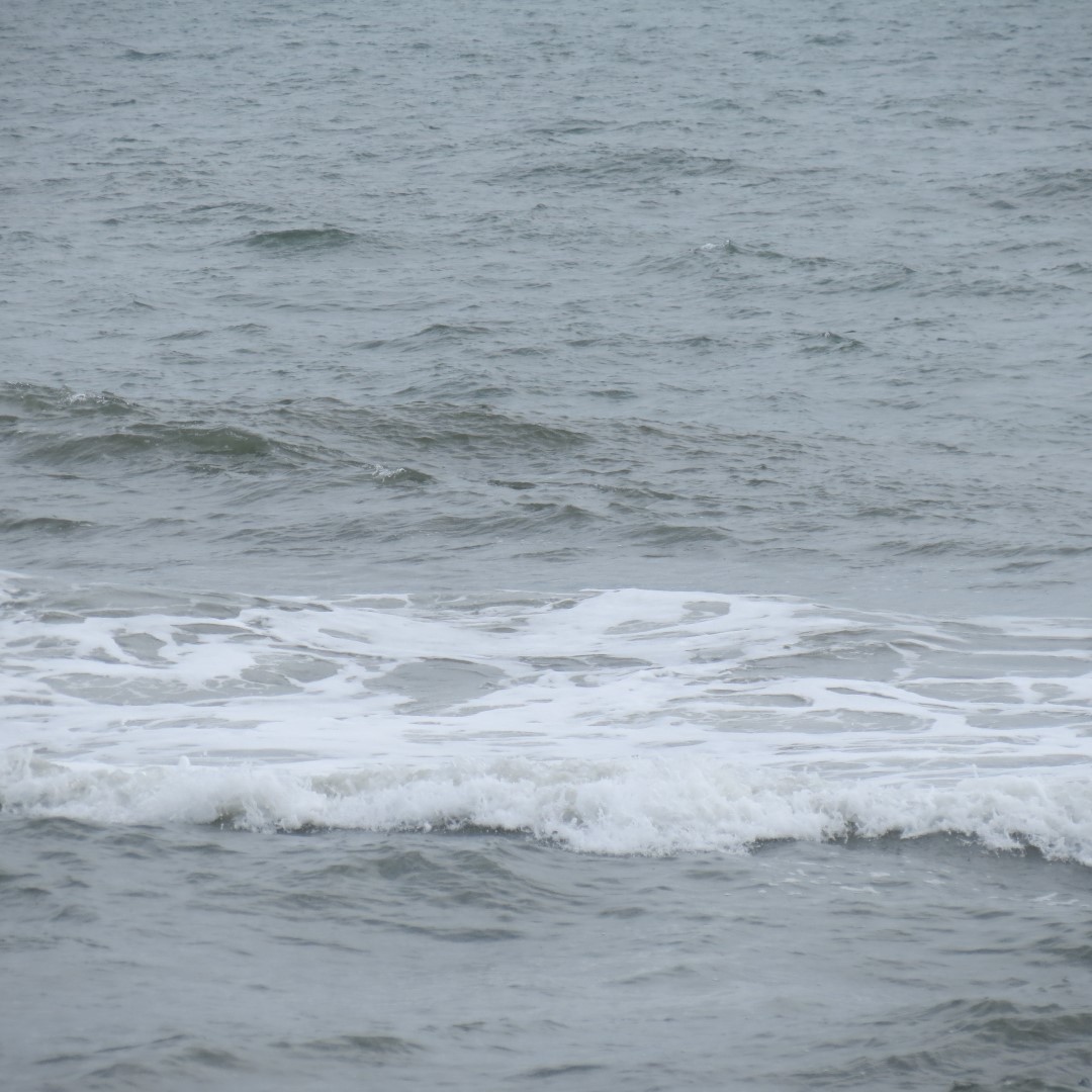 Assateague National Seashore near Chincoteague VA  6 of  8 (#0031)