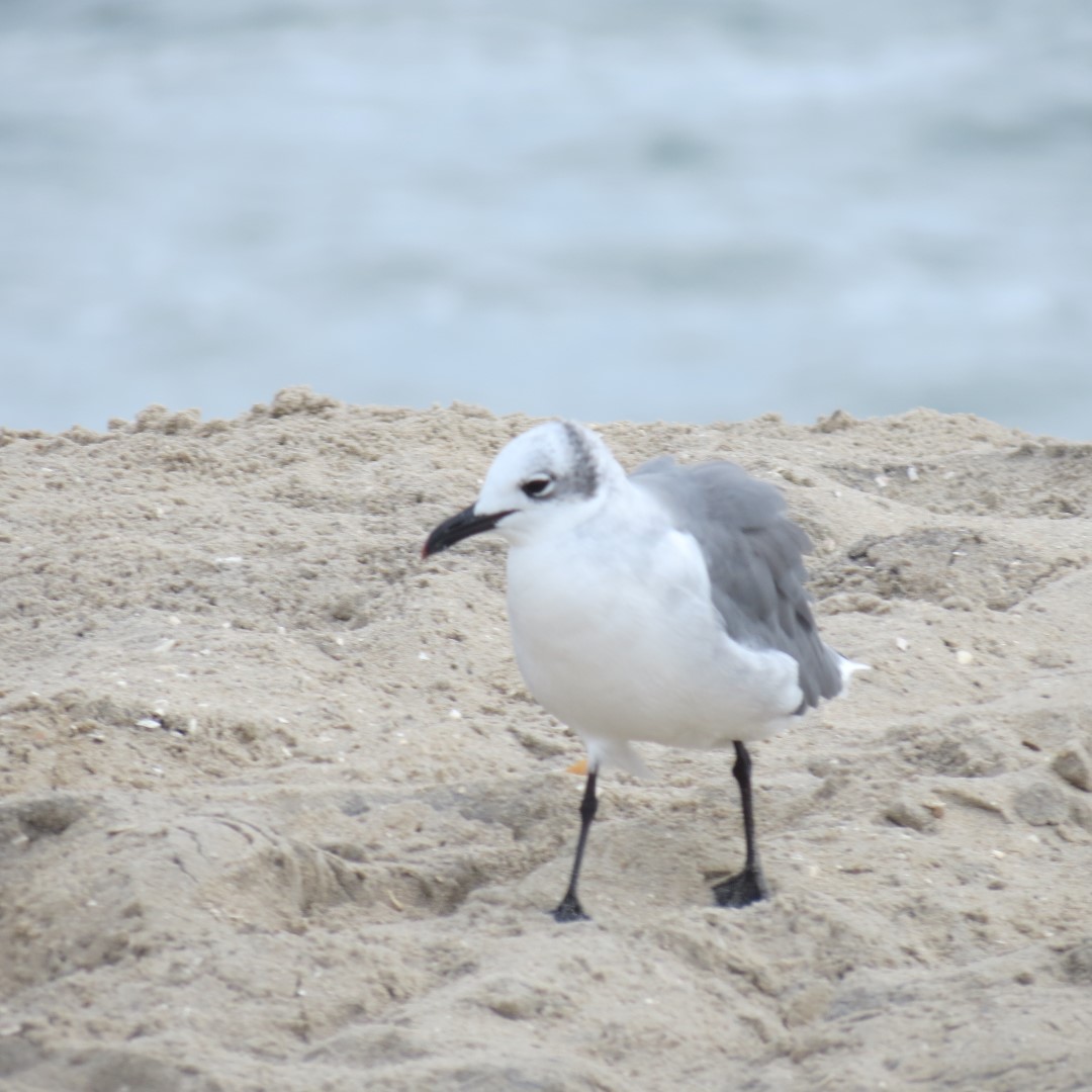 Birds seen at Assateague National Seashore in Chincoteague VA  3 of  3 (#0035)