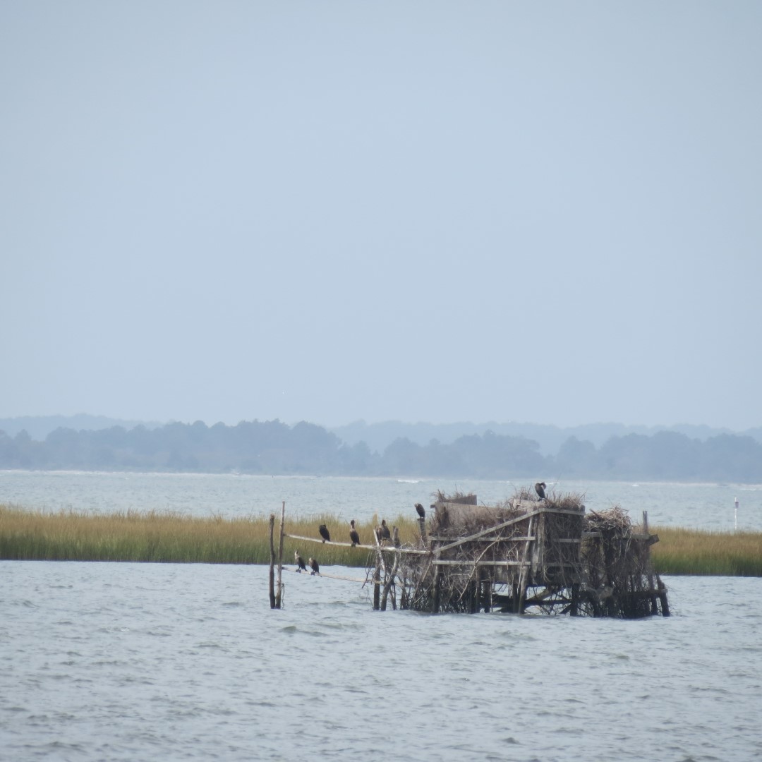 Toms Cove adjacent to Assateague National Seashore in Chincoteague VA  5 of  7 (#0046)