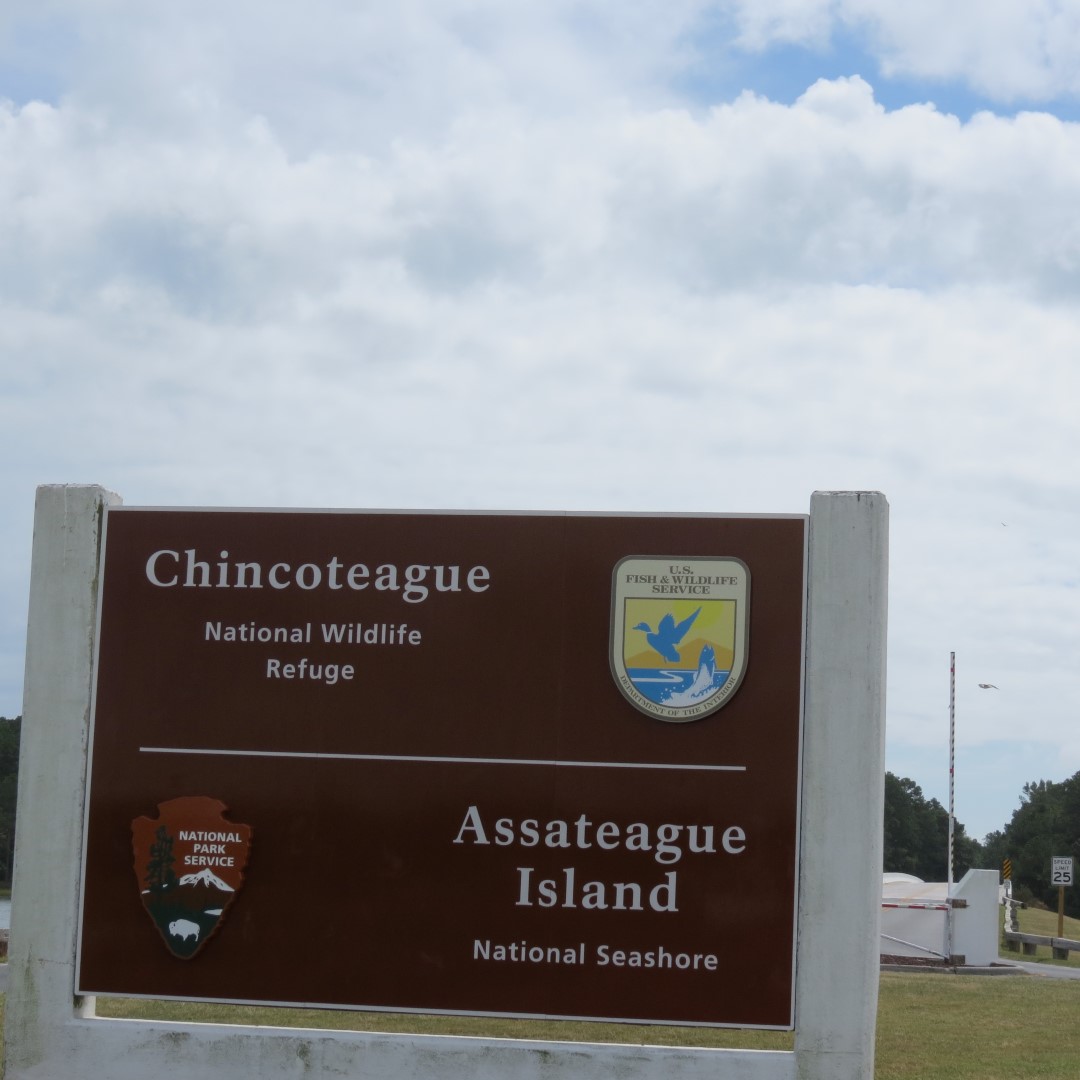 Assateague National Seashore near Chincoteague VA  1 of  8 (#0049)