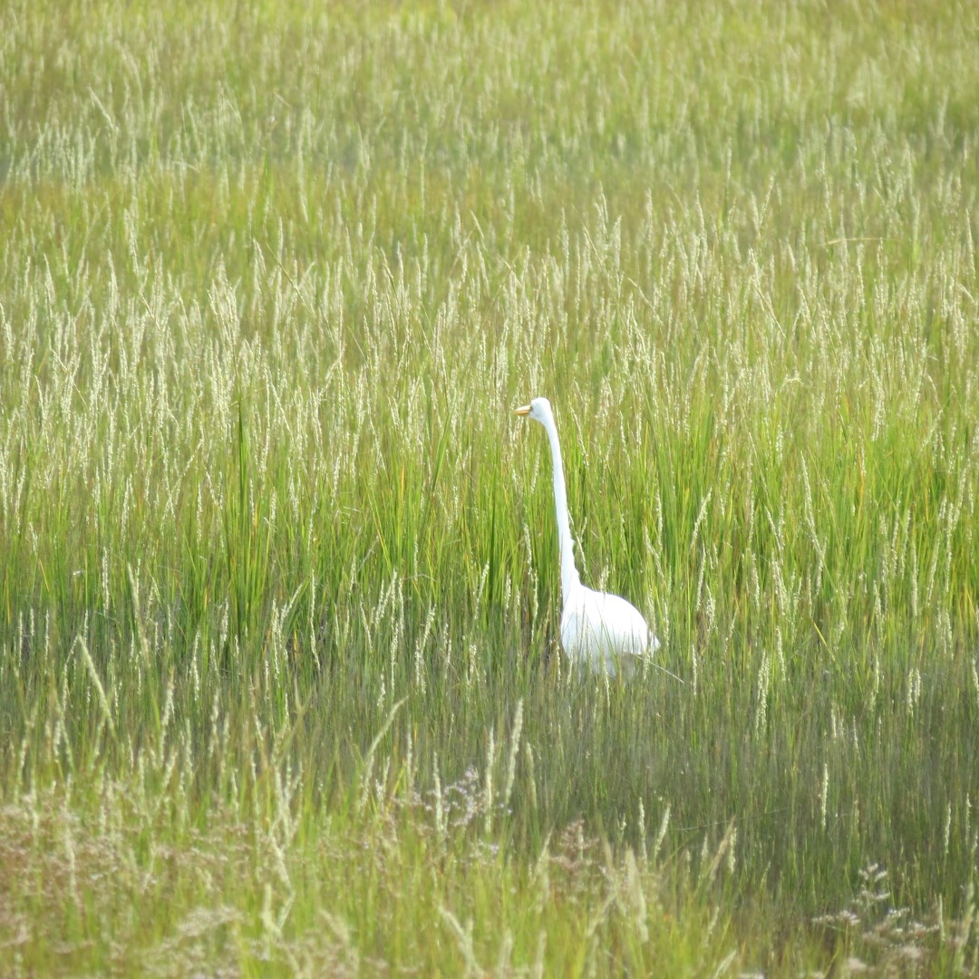 Birds seen at Assateague National Seashore in Chincoteague VA  1 of  3 (#0050)