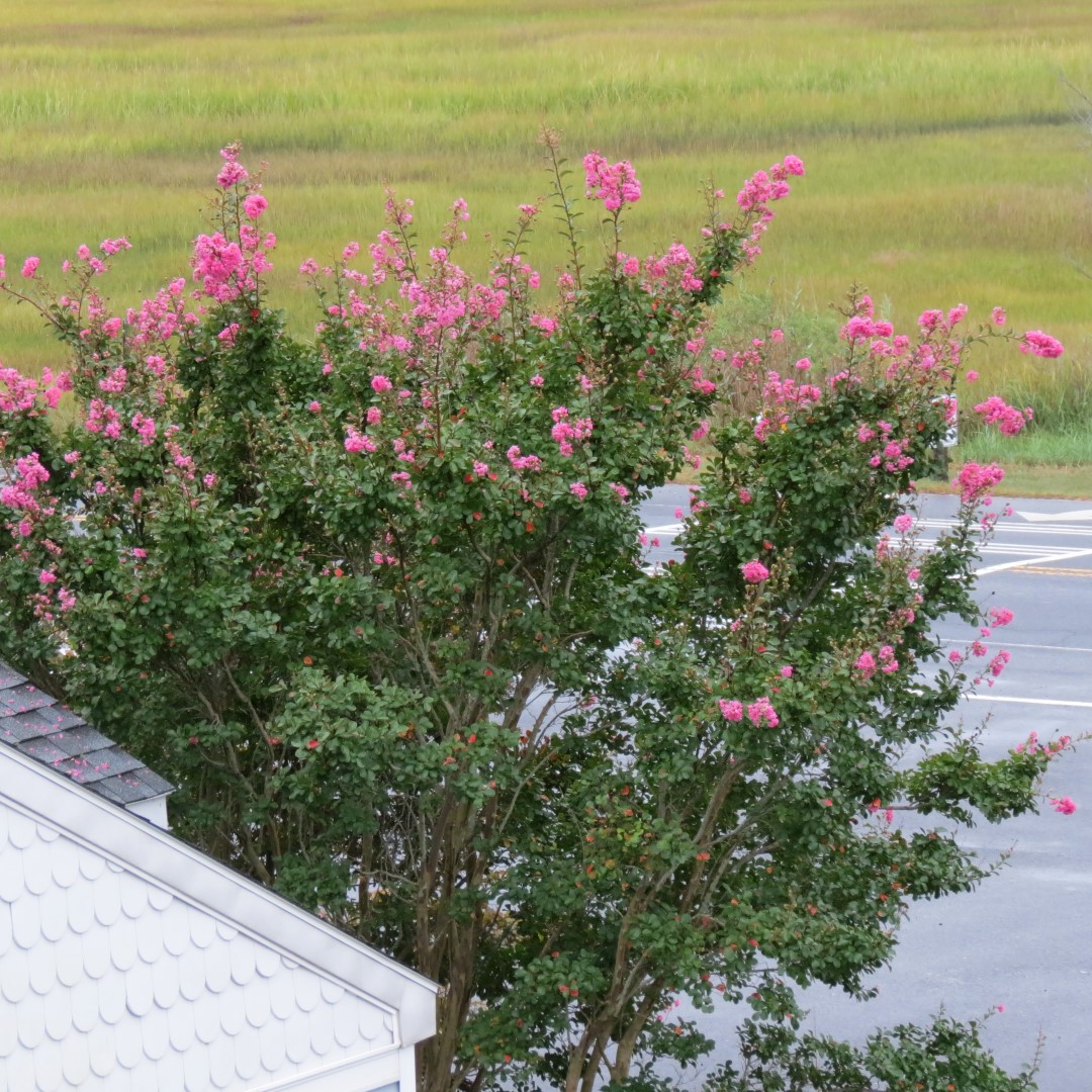 Chincoteague VA Hotel Views (a national park)  6 of  7 (#0063)