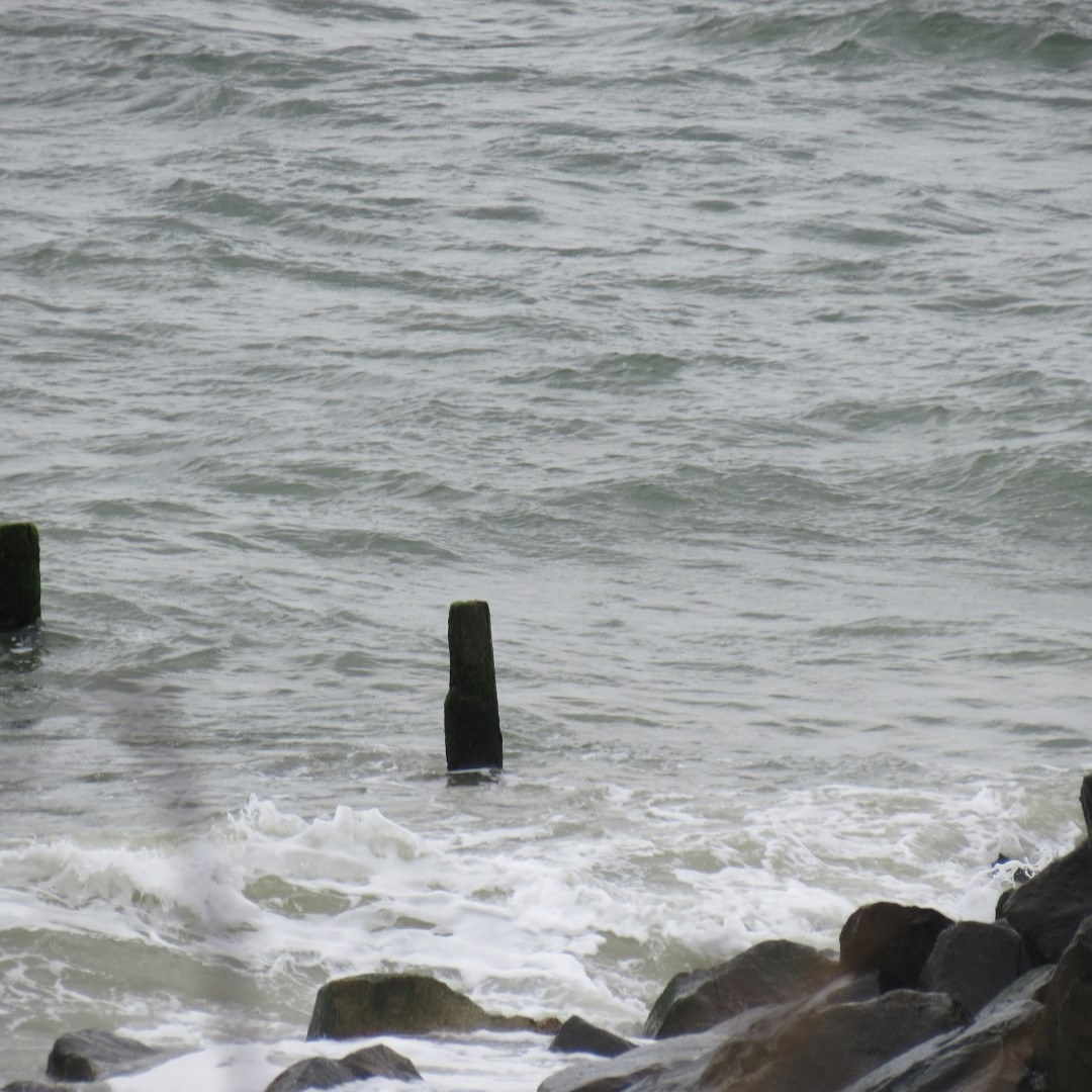 Cape Henlopen State Park in Lewes DE  6 of 55 (#0079)