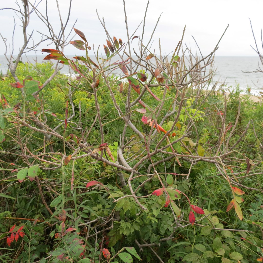 Cape Henlopen State Park in Lewes DE  9 of 55 (#0082)