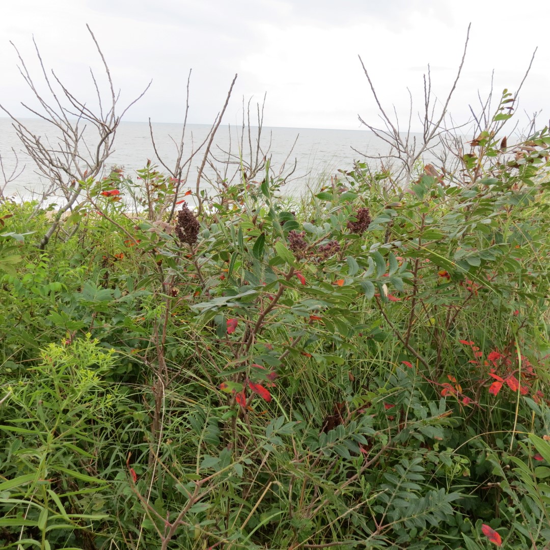Cape Henlopen State Park in Lewes DE 10 of 55 (#0083)
