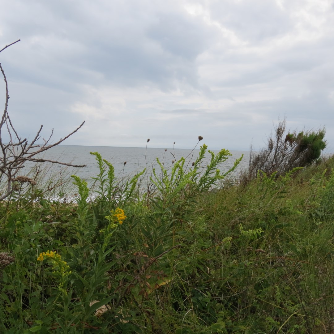 Cape Henlopen State Park in Lewes DE 12 of 55 (#0085)