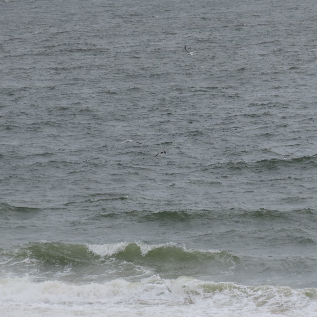 Cape Henlopen State Park in Lewes DE 15 of 55 (#0088)