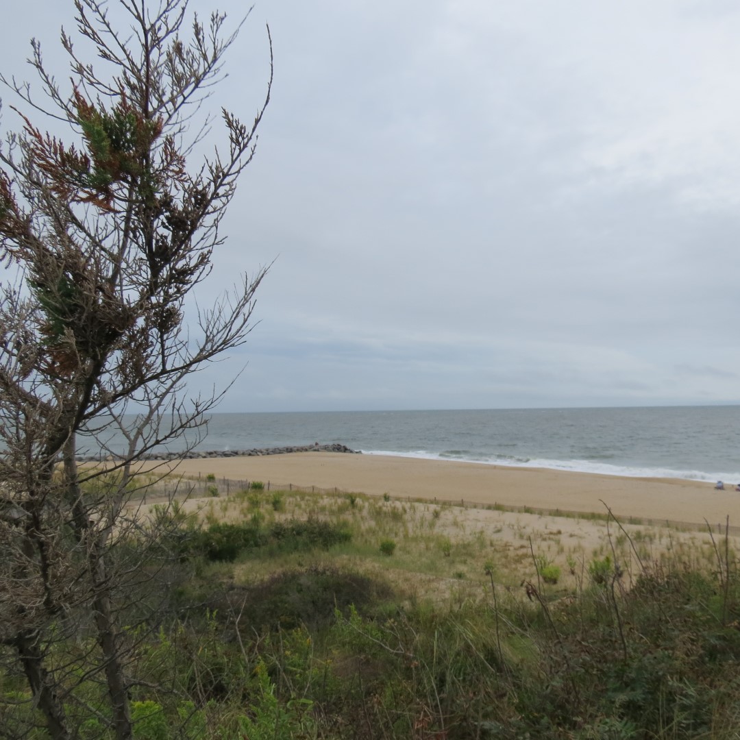 Cape Henlopen State Park in Lewes DE 25 of 55 (#0098)