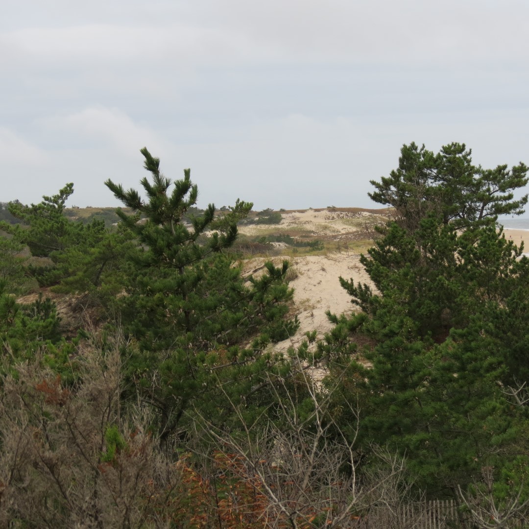 Cape Henlopen State Park in Lewes DE 31 of 55 (#0104)