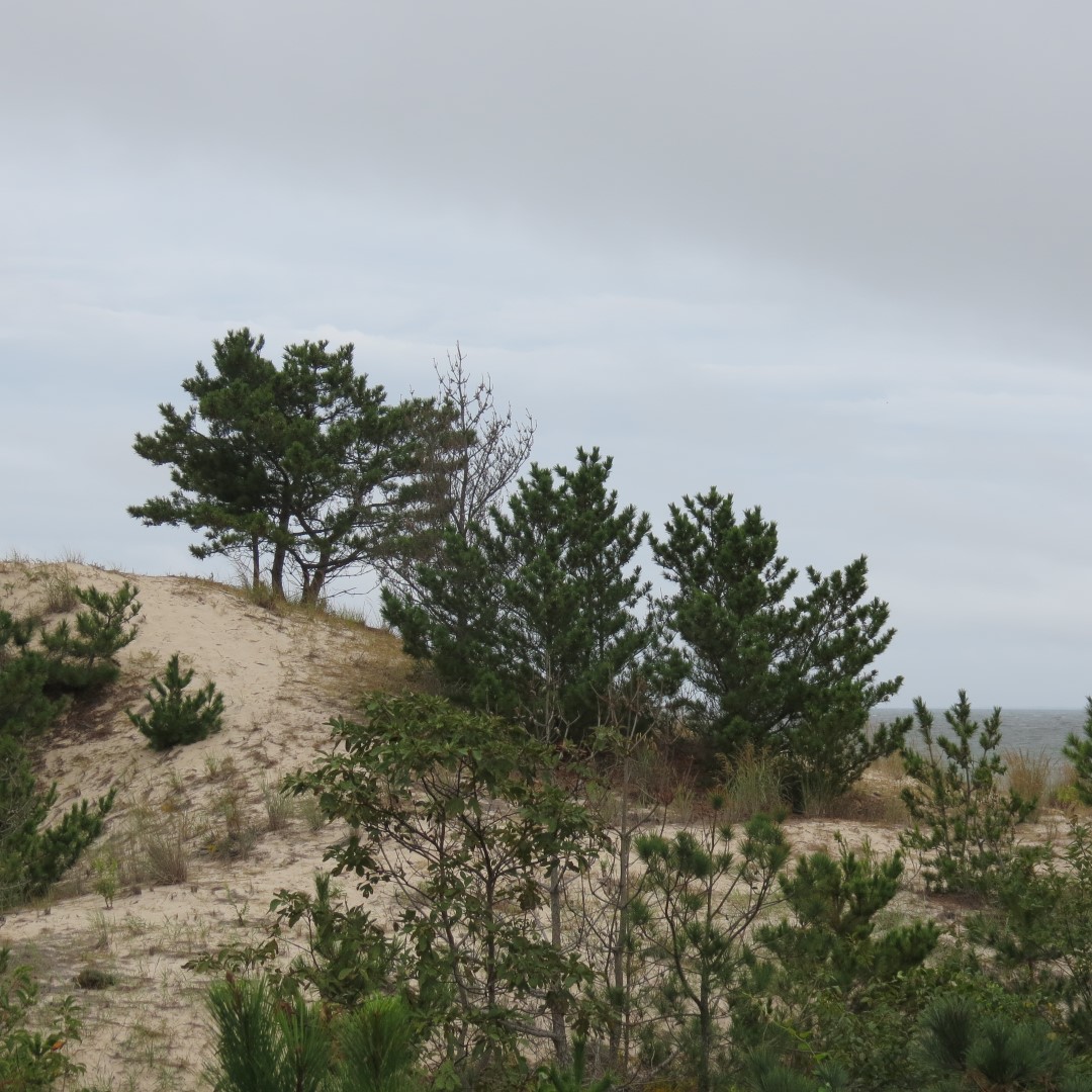 Cape Henlopen State Park in Lewes DE 34 of 55 (#0107)
