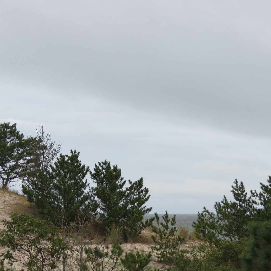Cape Henlopen State Park in Lewes DE 35 of 55 (#0108)