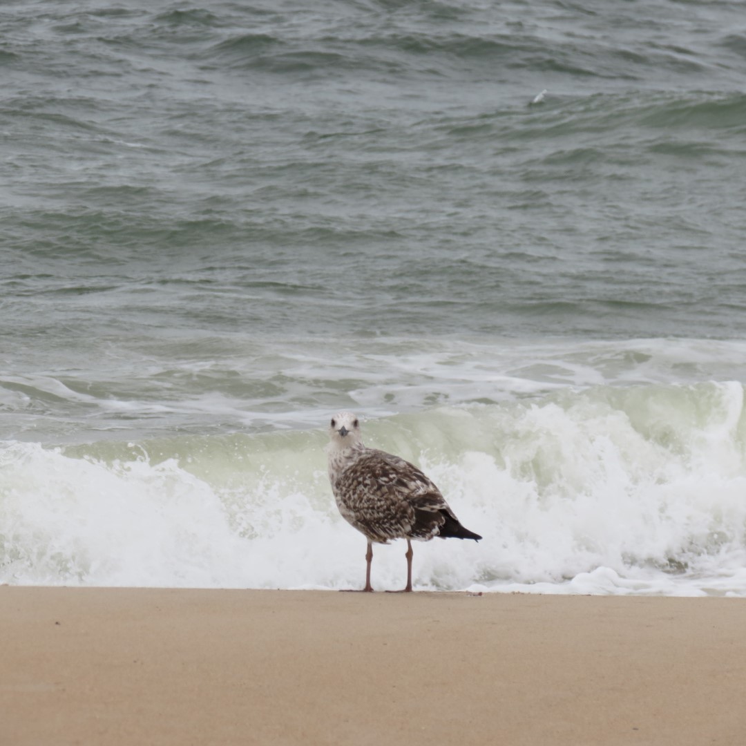 Cape Henlopen State Park in Lewes DE 36 of 55 (#0109)