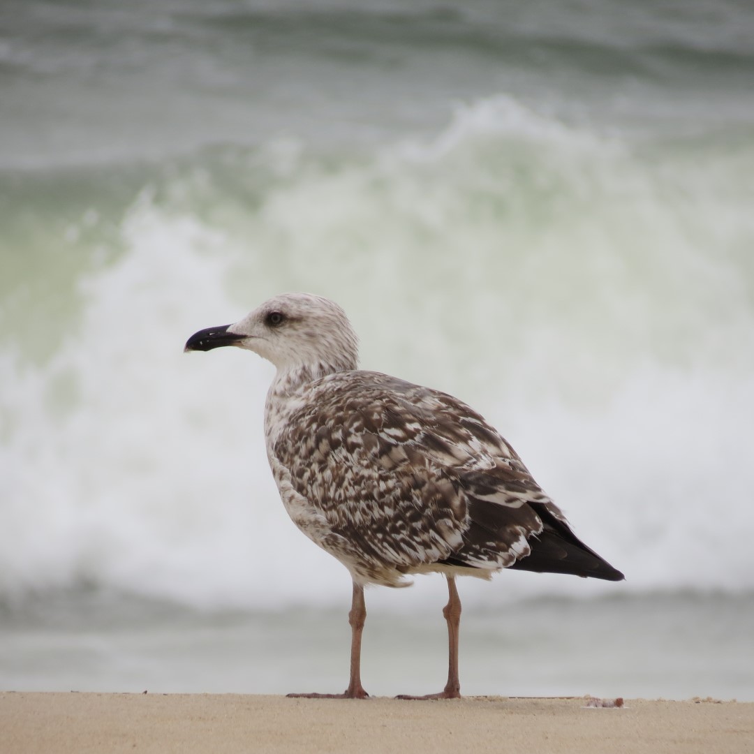 Cape Henlopen State Park in Lewes DE 39 of 55 (#0112)