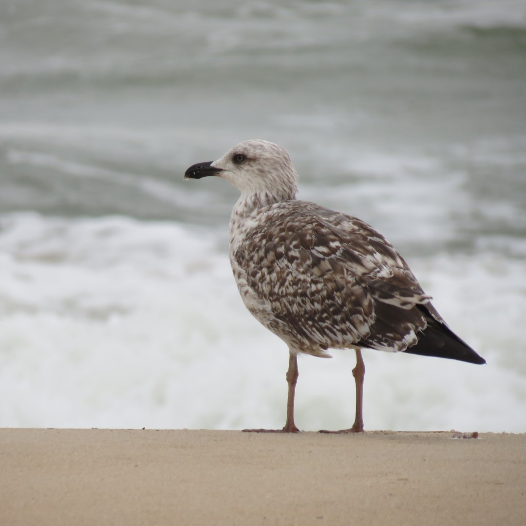 Cape Henlopen State Park in Lewes DE 40 of 55 (#0113)