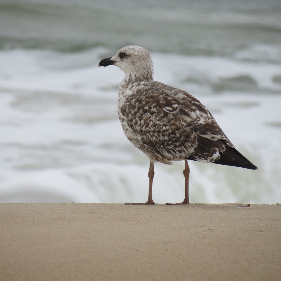 Cape Henlopen State Park in Lewes DE 41 of 55 (#0114)