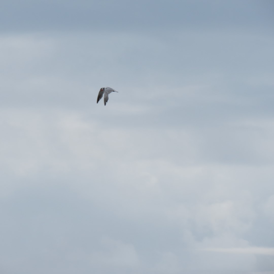 Cape Henlopen State Park in Lewes DE 44 of 55 (#0117)