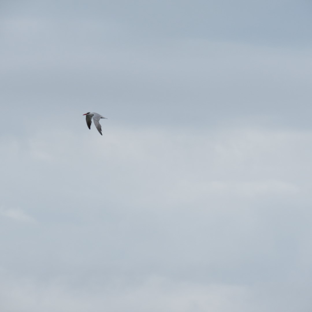 Cape Henlopen State Park in Lewes DE 45 of 55 (#0118)