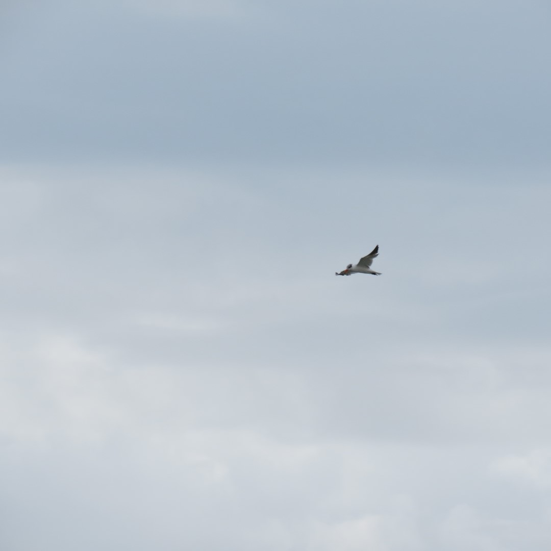 Cape Henlopen State Park in Lewes DE 46 of 55 (#0119)