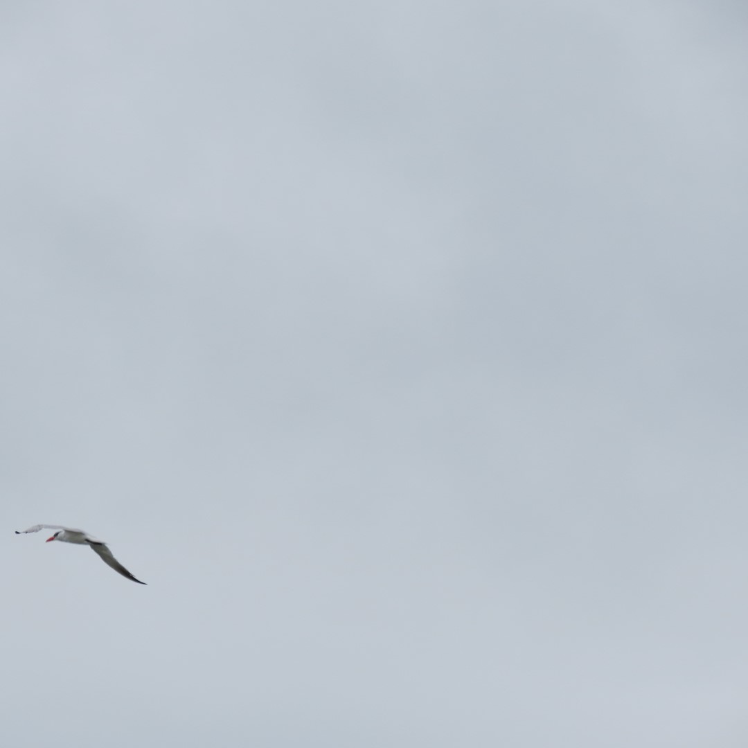 Cape Henlopen State Park in Lewes DE 47 of 55 (#0120)