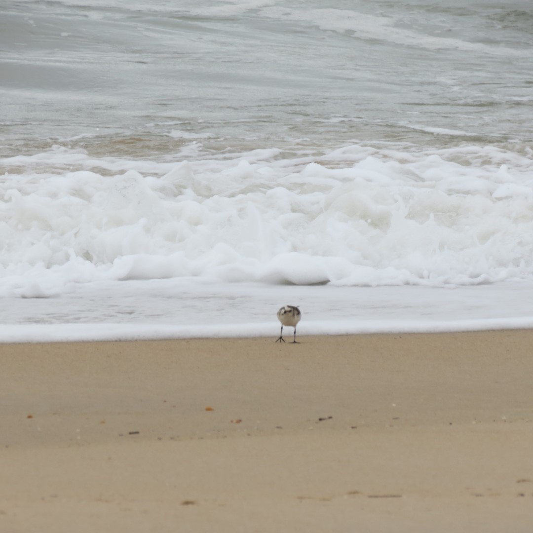 Cape Henlopen State Park in Lewes DE 48 of 55 (#0121)